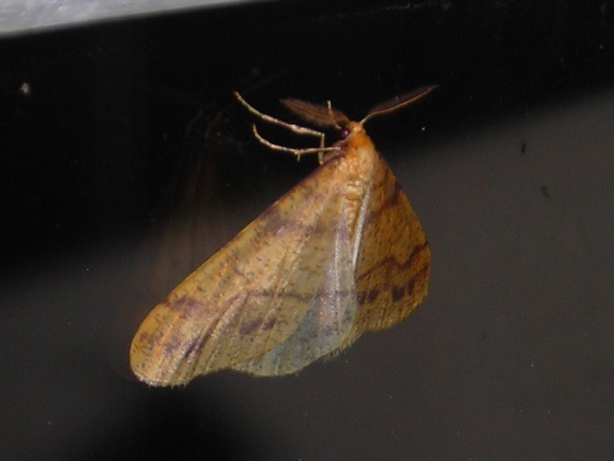 Agriopis aurantiaria (Geometridae)